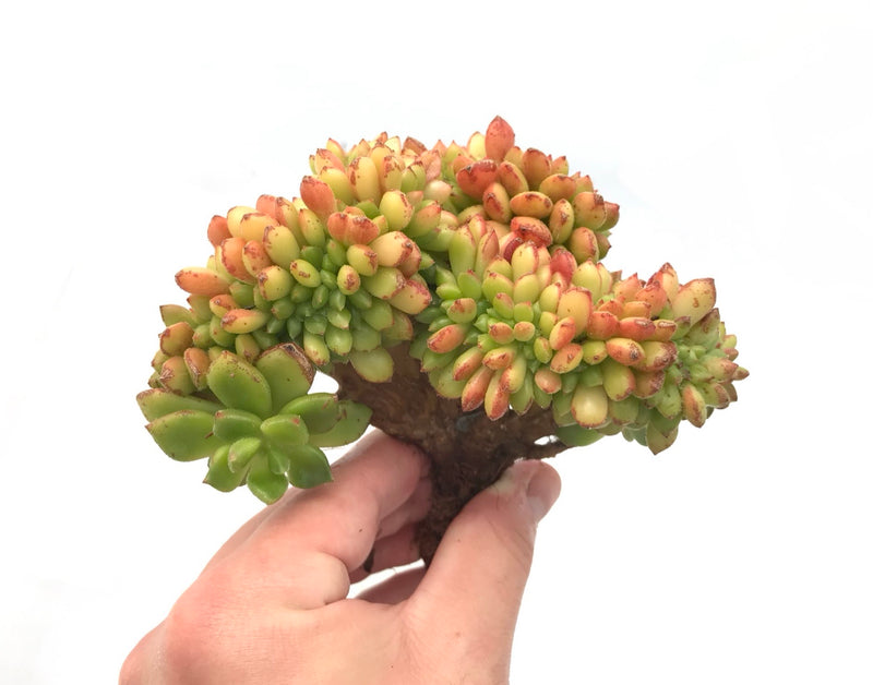 Echeveria 'Chubbs' Crested Cluster Large 6"+ Succulent Plant