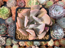 Echeveria 'Pink Exotic' 2"-3" Succulent Plant