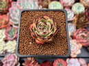 Echeveria Agavoides Hybrid 1" Succulent Plant