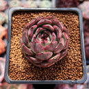 Echeveria 'Black Smoke' 1" New Hybrid Succulent Plant