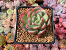 Echeveria 'Hongye' 2" Succulent Plant