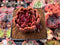 Echeveria Agavoides 'Serie' Black Rose Hybrid 3" New Hybrid Succulent Plant