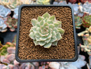 Echeveria 'Margaret' Variegated 1" Cluster Succulent Plant