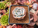 Echeveria 'Icy Purple' 2" Succulent Plant