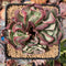 Echeveria 'Black Hawk' 3"-4" Cluster with Crested Head Succulent Plant