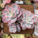 Echeveria 'Pink Harin' Variegated 3" Cluster Succulent Plant