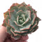 Echeveria Sp 3” Rare Succulent Plant
