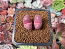 Lithops 'Rubra Optica' 1" Succulent Plant