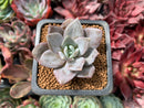 Echeveria 'German Champaign' 1" Succulent Plant