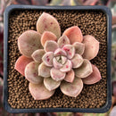 Echeveria 'Moralbi' 1"-2" Succulent Plant