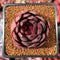 Echeveria Agavoides 'La Vie en Rose' 2" Seed-Grown Succulent Plant