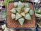 Haworthia Comptoniana 'Ryumon' 2"-3" Succulent Plant