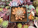 Echeveria 'Hayalobi' 2" Succulent Plant