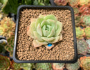 Echeveria 'Fun Queen' 2" Succulent Plant