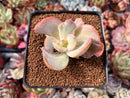 Echeveria 'Berserk' Variegated 2"-3" Cutting Succulent Plant