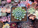 Echeveria sp. 2" Succulent Plant