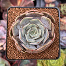 Echeveria 'Rastin' 2" Succulent Plant