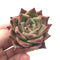 Echeveria Agavoides ‘Ebony’ Hybrid 2" Rare Succulent Plant