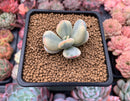 Cotyledon 'Orbiculata' Variegated 2" Succulent Plant