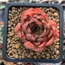 Echeveria Agavoides 'Angela Star' 1" Succulent Plant