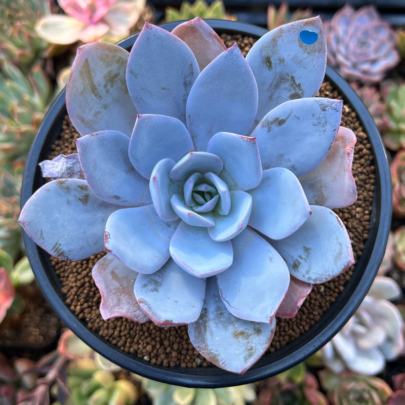 blue and white succulent Echeveria 'White Lotus' 3" Powdery Succulent Plant – True Succulents Plant Co