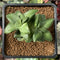 Crassula 'Springtime' Lightly Variegated 2" Succulent Plant
