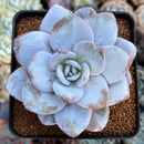 Echeveria 'Laui' 3" Powdery Succulent Plant