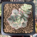 Echeveria 'Tango' Variegated 1" Small Succulent Plant