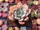 Echeveria sp. 1" Succulent Plant