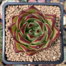 Echeveria Agavoides 'Lipstick' 2"-3" Succulent Plant