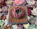 Echeveria Agavoides 'Red tips' 1"-2" Succulent Plant