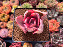 Echeveria 'Golden State' Variegated 2" Succulent Plant