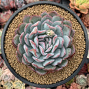 Echeveria 'Peach Candy' 5" Powdery Succulent Plant