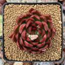 Echeveria Agavoides 'Prolifera' 3" Succulent Plant