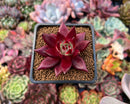 Echeveria Agavoides 'Luming' 2" Succulent Plant