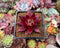 Echeveria Agavoides 'Luming' 2" Succulent Plant