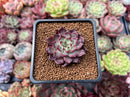 Echeveria 'Sarahime' 1" Succulent Plant