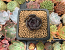 Echeveria 'Black Raccoon' New Hybrid 1" Succulent Plant