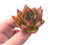 Echeveria Agavoides Orange Ebony 2” Rare Succulent Plant