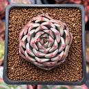 Echeveria Hybrid sp. 2" Succulent Plant