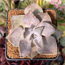 Echeveria 'Rodolfi' 2"-3" Succulent Plant