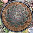 Echeveria 'Mosan' 4" New Hybrid Succulent Plant