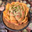 Echeveria 'Shallot' 4"-5" Succulent Plant