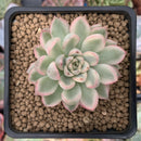 Echeveria 'Mebina' Variegated 2" Succulent Plant