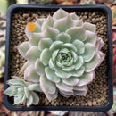 Echeveria 'Margaret' Variegated 3" Succulent Plant
