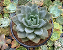 Echeveria 'German Champaign' 5" Large Succulent Plant