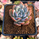 Echeveria 'Miss Jin' 1"-2" New Hybrid Succulent Plant