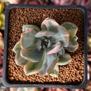 Pachyveria 'Pachyphytoides' Variegated 2" Succulent Plant