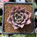 Echeveria Agavoides 'Pink Lily' 2" Succulent Plant