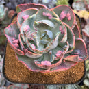 Echeveria 'Beyonce' Variegated 4"-5" Large Succulent Plant